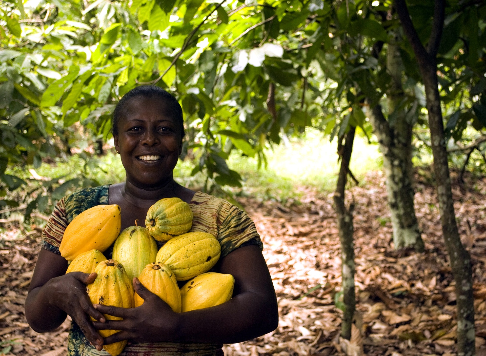 Cocoa beans being harvested