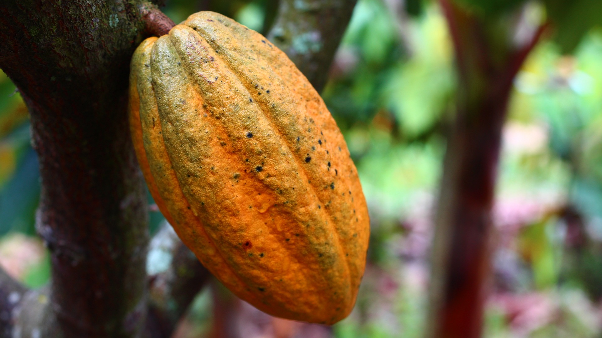 Cocoa beans on the tree